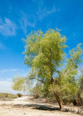 tuzlu su, tuz bataklığı. Etkin badlands. Tek çalı. Kazakistan