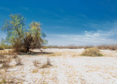 tuzlu su, tuz bataklığı. Etkin badlands. Tek çalı. Kazakistan