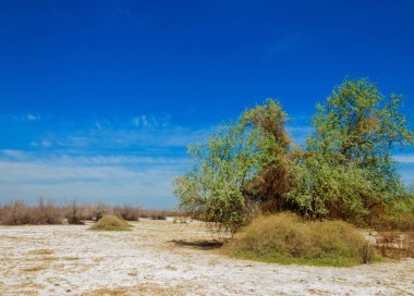 tuzlu su, tuz bataklığı. Etkin badlands. Tek çalı. Kazakistan