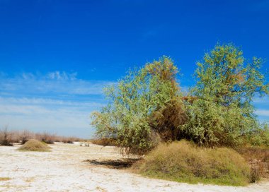 tuzlu su, tuz bataklığı. Etkin badlands. Tek çalı. Kazakistan
