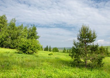 Yaz çayır. Genç ağaçlar. Huş ağacı ve çam. Mavi gökyüzü