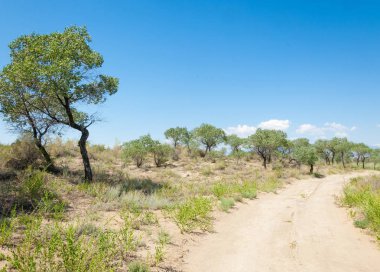  Bozkır yaz. Turgai kapısı. Turgai Kaydet. Milli Parkı 