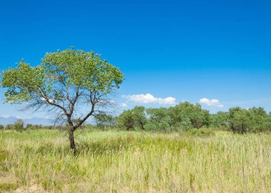  Bozkır yaz. Turgai kapısı. Turgai Kaydet. Milli Parkı 
