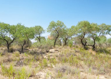  Bozkır yaz. Turgai kapısı. Turgai Kaydet. Milli Parkı 