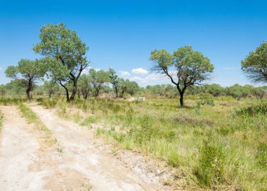  Bozkır yaz. Turgai kapısı. Turgai Kaydet. Milli Parkı 