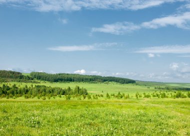 Yaz çayır. Genç ağaçlar. Huş ağacı ve çam. Mavi gökyüzü