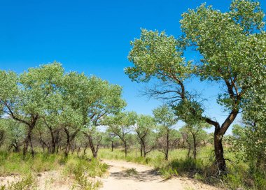  Bozkır yaz. Turgai kapısı. Turgai Kaydet. Milli Parkı 