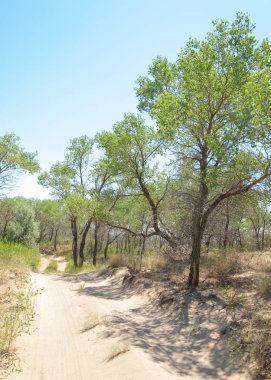  Bozkır yaz. Turgai kapısı. Turgai Kaydet. Milli Parkı 