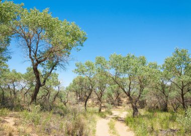  Bozkır yaz. Turgai kapısı. Turgai Kaydet. Milli Parkı 