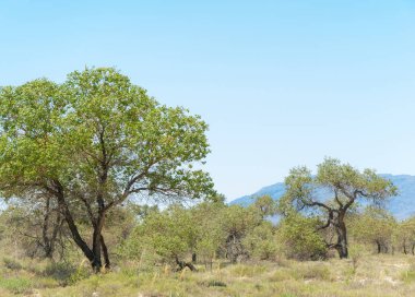  Bozkır yaz. Turgai kapısı. Turgai Kaydet. Milli Parkı 