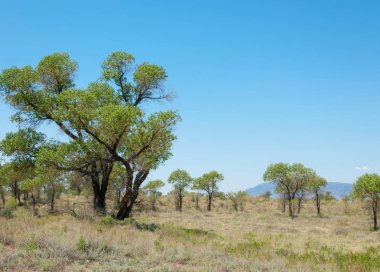  Bozkır yaz. Turgai kapısı. Turgai Kaydet. Milli Parkı 