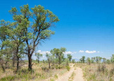  Bozkır yaz. Turgai kapısı. Turgai Kaydet. Milli Parkı 