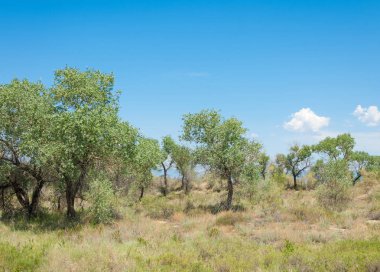  Bozkır yaz. Turgai kapısı. Turgai Kaydet. Milli Parkı 