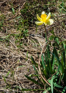 dağ bahar. Kazakistan. Tien Shan. Dağ manzaralı güzel manzara.