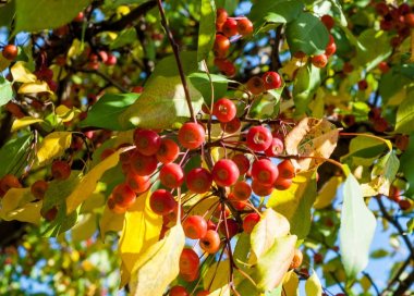 Yaban elması ve yaban elması. Malus, gülgiller (Rosaceae) familyasından bir elma ağacı cinsidir.