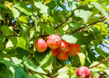 Yaban elması ve yaban elması. Malus, gülgiller (Rosaceae) familyasından bir elma ağacı cinsidir.