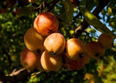 Yaban elması ve yaban elması. Malus, gülgiller (Rosaceae) familyasından bir elma ağacı cinsidir.
