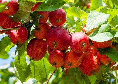Yaban elması ve yaban elması. Malus, gülgiller (Rosaceae) familyasından bir elma ağacı cinsidir.