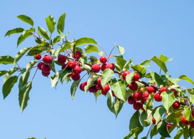 Yaban elması ve yaban elması. Malus, gülgiller (Rosaceae) familyasından bir elma ağacı cinsidir.