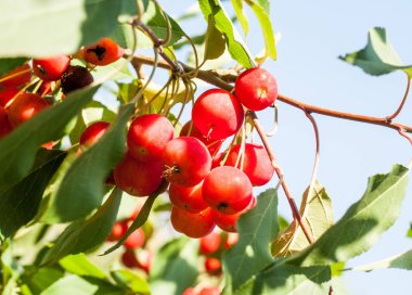 Yaban elması ve yaban elması. Malus, gülgiller (Rosaceae) familyasından bir elma ağacı cinsidir.