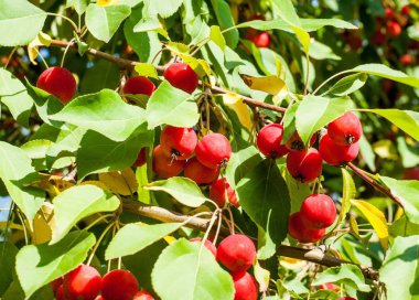 Yaban elması ve yaban elması. Malus, gülgiller (Rosaceae) familyasından bir elma ağacı cinsidir.