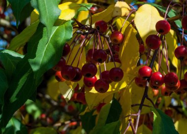 Yaban elması ve yaban elması. Malus, gülgiller (Rosaceae) familyasından bir elma ağacı cinsidir.
