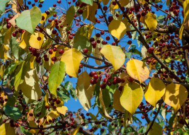 Yaban elması ve yaban elması. Malus, gülgiller (Rosaceae) familyasından bir elma ağacı cinsidir.