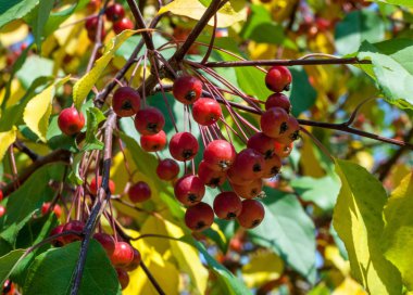 Yaban elması ve yaban elması. Malus, gülgiller (Rosaceae) familyasından bir elma ağacı cinsidir.