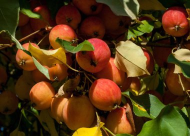 Yaban elması ve yaban elması. Malus, gülgiller (Rosaceae) familyasından bir elma ağacı cinsidir.