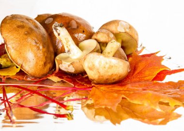 Boletus mantar, sonbahar akçaağaç yaprakları.