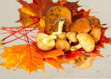 Boletus mantar, sonbahar akçaağaç yaprakları.