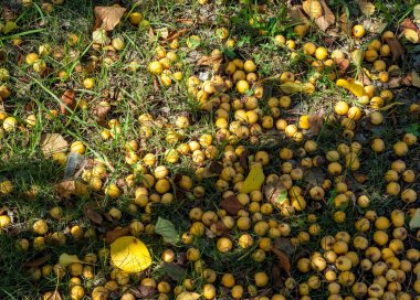 Yaban elması ve yaban elması. Malus, gülgiller (Rosaceae) familyasından bir elma ağacı cinsidir.