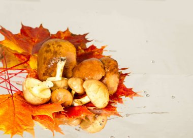 Boletus mantar, sonbahar akçaağaç yaprakları.