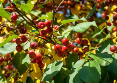 Yaban elması ve yaban elması. Malus, gülgiller (Rosaceae) familyasından bir elma ağacı cinsidir.