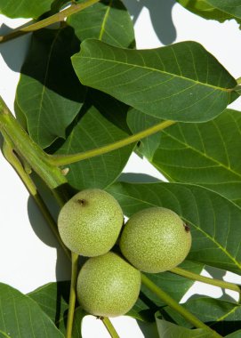 Ceviz süt kemâl. değil olgun, yeşil. Ceviz, nutwood, ceviz ağacı. tamamlayan bir başka yeşil bir meyve içine sert bir kabuk içinde bulunan oluşan bir yaprak döken ağaç büyük buruşuk yemeklik tohum.