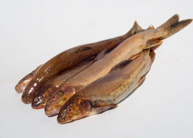 Yaban elması ve yaban elması. Malus, gülgiller (Rosaceae) familyasından bir elma ağacı cinsidir.