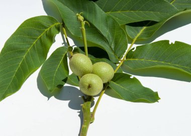 olgunlaşmamış ceviz. ceviz. İçinde studi fotoğrafı