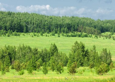 Yaz çayır. Genç ağaçlar. Huş ağacı ve çam. Mavi gökyüzü