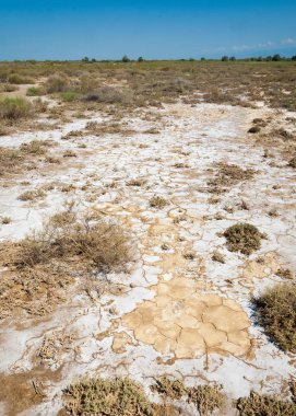 Yaban elması ve yaban elması. Malus, gülgiller (Rosaceae) familyasından bir elma ağacı cinsidir.