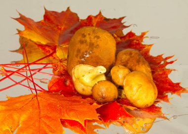 Boletus mantar, sonbahar akçaağaç yaprakları.