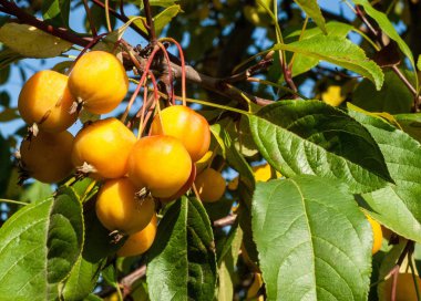 Yaban elması ve yaban elması. Malus, gülgiller (Rosaceae) familyasından bir elma ağacı cinsidir.