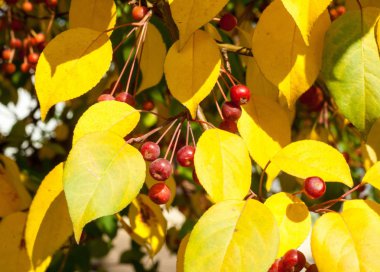 Yaban elması ve yaban elması. Malus, gülgiller (Rosaceae) familyasından bir elma ağacı cinsidir.
