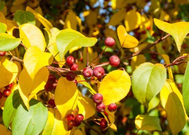 Yaban elması ve yaban elması. Malus, gülgiller (Rosaceae) familyasından bir elma ağacı cinsidir.