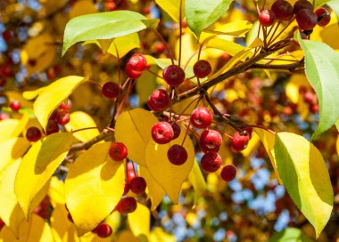 Yaban elması ve yaban elması. Malus, gülgiller (Rosaceae) familyasından bir elma ağacı cinsidir.