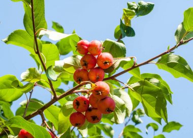 Yaban elması ve yaban elması. Malus, gülgiller (Rosaceae) familyasından bir elma ağacı cinsidir.