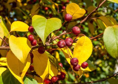 Yaban elması ve yaban elması. Malus, gülgiller (Rosaceae) familyasından bir elma ağacı cinsidir.