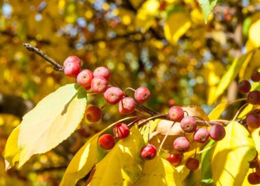 Yaban elması ve yaban elması. Malus, gülgiller (Rosaceae) familyasından bir elma ağacı cinsidir.