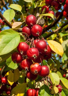 Yaban elması ve yaban elması. Malus, gülgiller (Rosaceae) familyasından bir elma ağacı cinsidir.