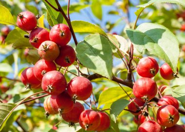 Yaban elması ve yaban elması. Malus, gülgiller (Rosaceae) familyasından bir elma ağacı cinsidir.