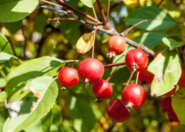 Yaban elması ve yaban elması. Malus, gülgiller (Rosaceae) familyasından bir elma ağacı cinsidir.